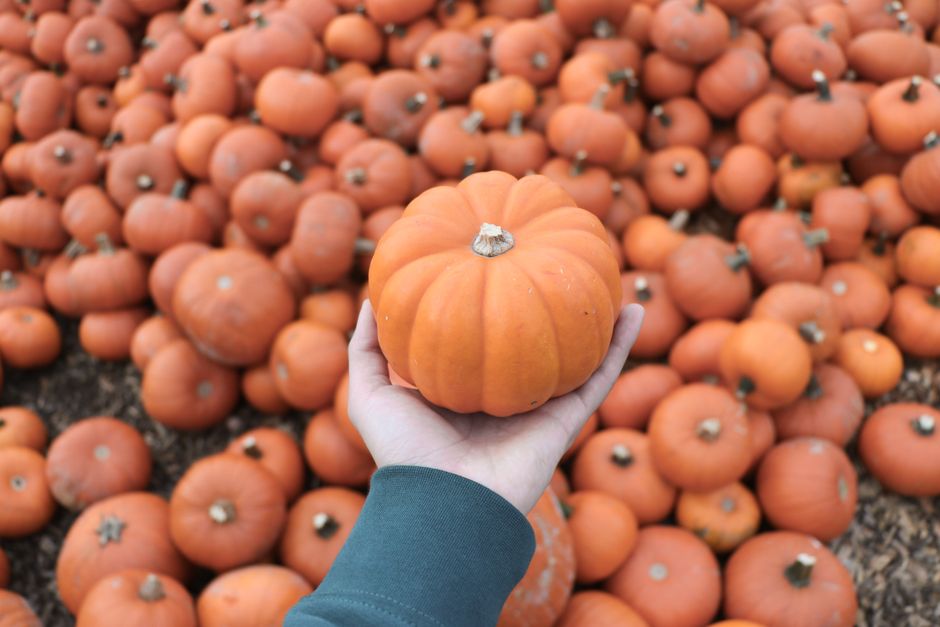 Picking a pumpkin from the vine, similar to the u-pick experience offered here